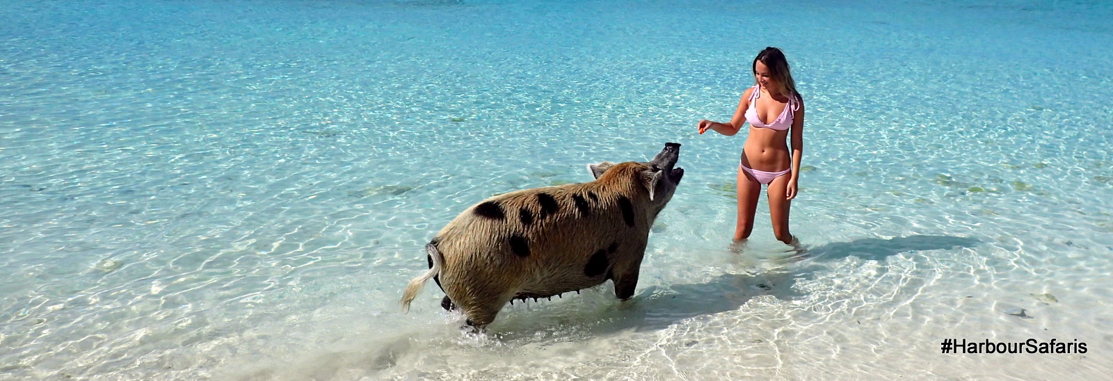 Hand Feed the Swimming Pigs