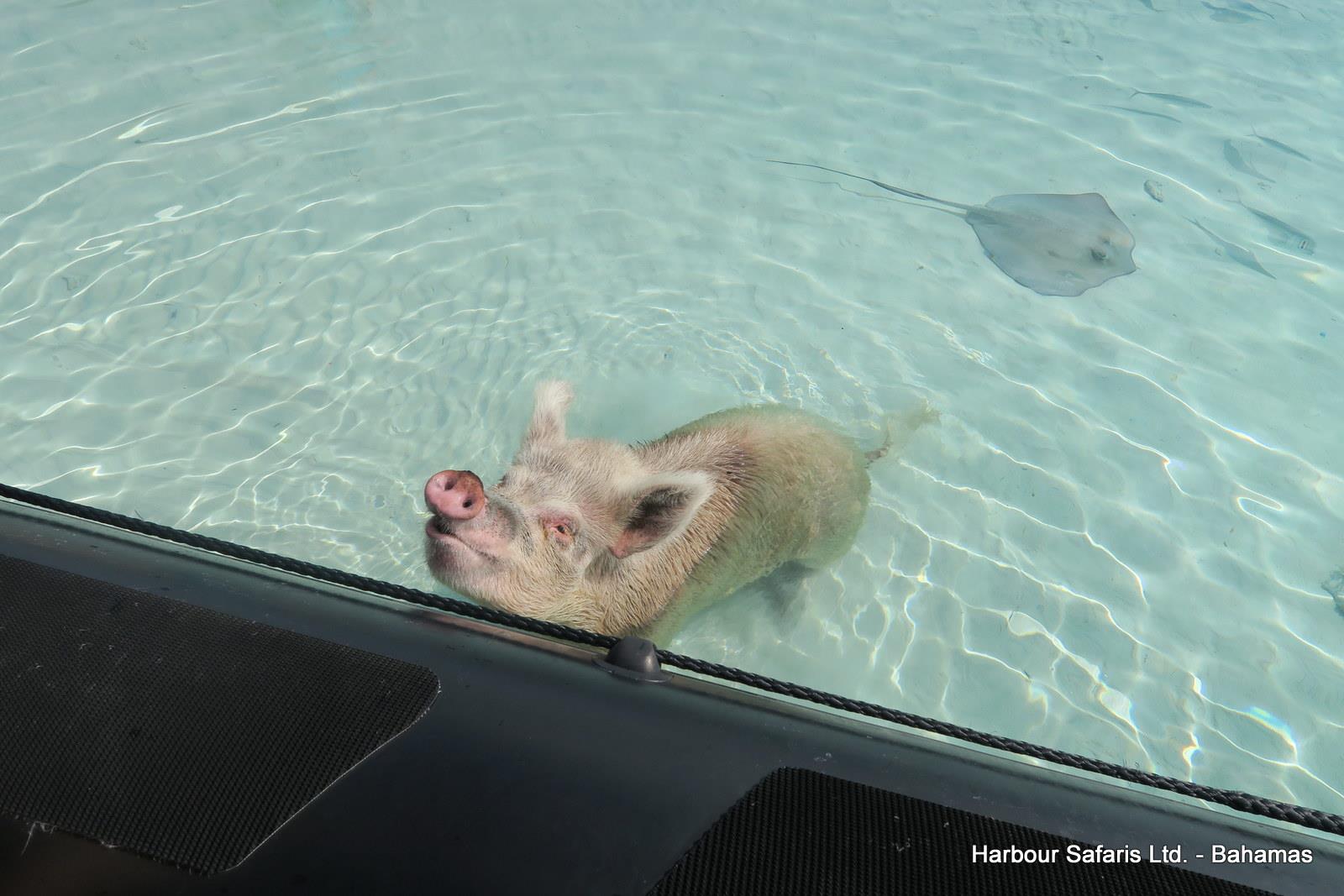 Swimming Pigs Nassau