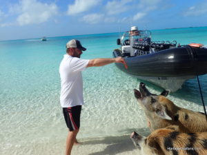 Harbour Safaris Swimming Pigs