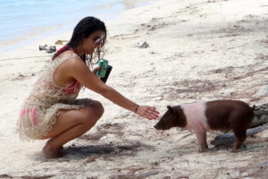 Spanish Wells Swimming Pigs