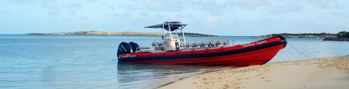 Harbour Safaris Boat Tour