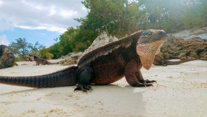 Bahamian Rock Iguana