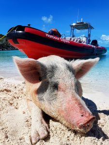 Swimming pigs