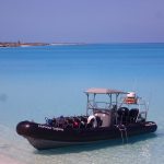 Harbour Safaris Swimming Pigs