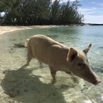 spanish wells swimming pigs