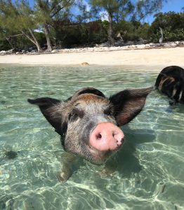 Spanish Wells Swimming Pigs