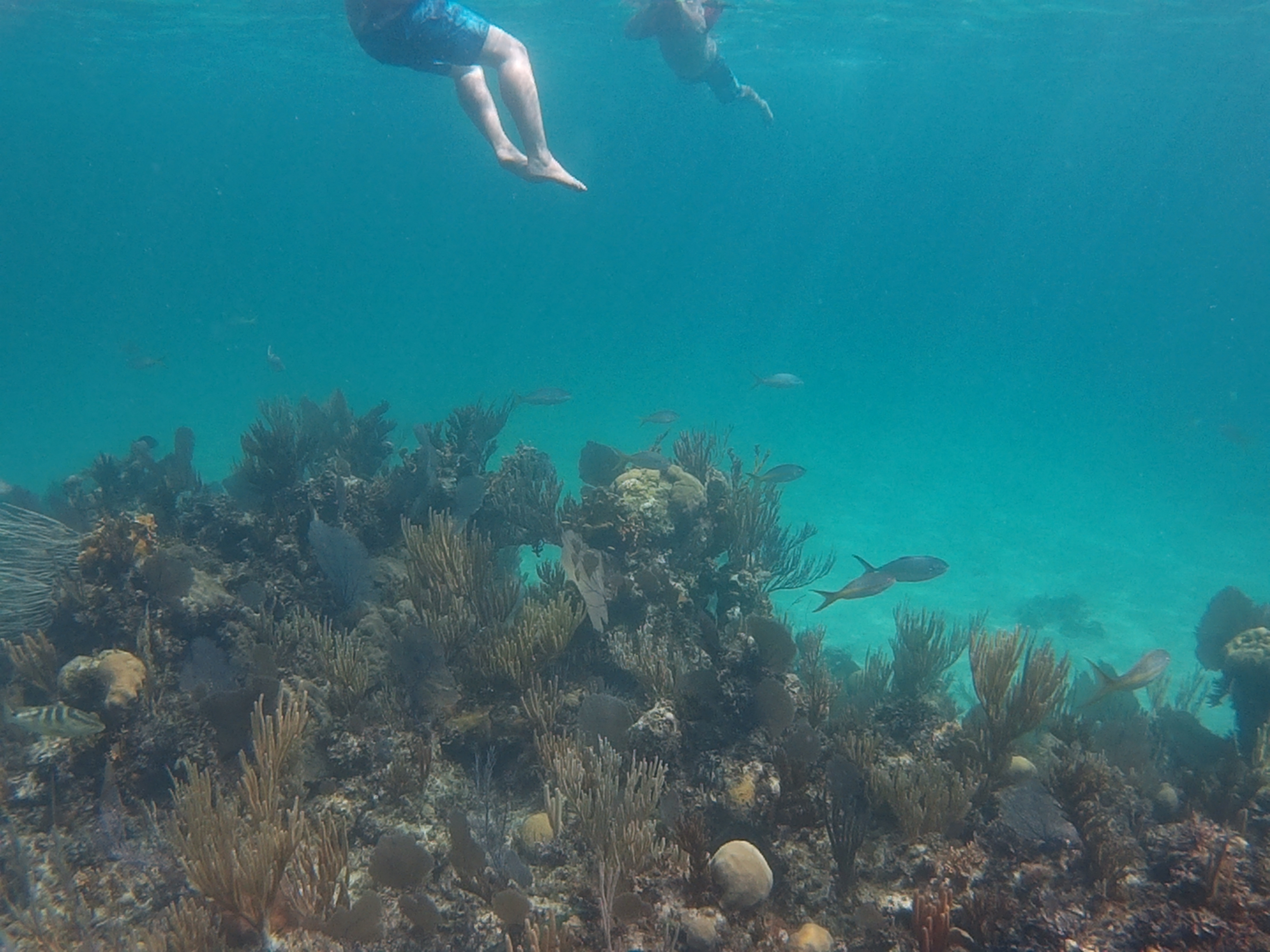 Rose Island Reef Snorkel