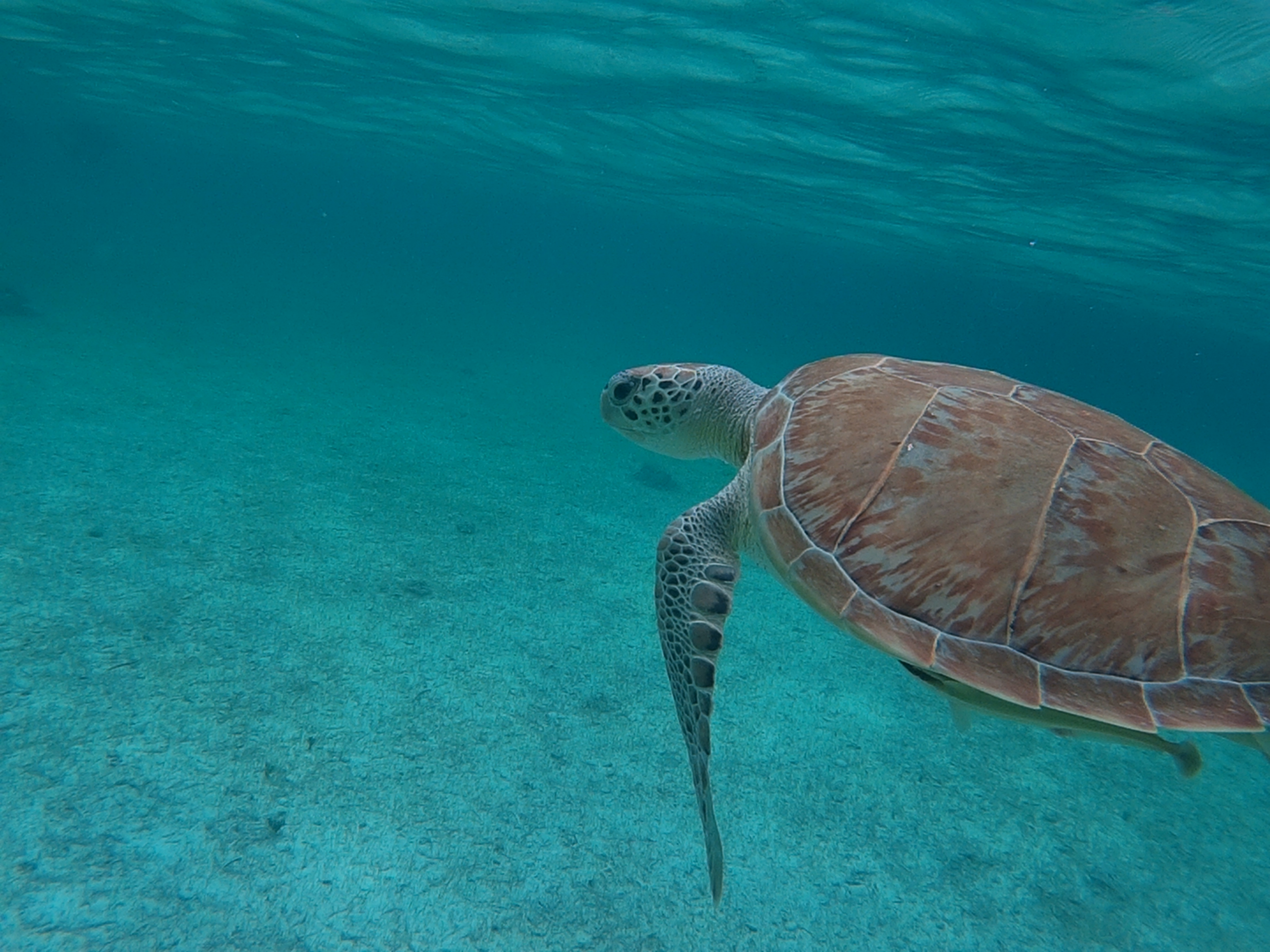 Rose Island Snorkel Turtle