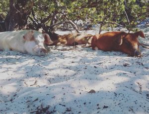 sleeping piglets